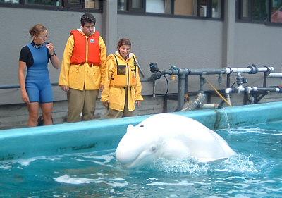 I Beluga sono inconfondibili. Sono bianchi, non dotati di pinna e dorsale e la forma della loro testa li distingue da qualsiasi altro cetaceo