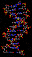 La Doppia Elica del DNA