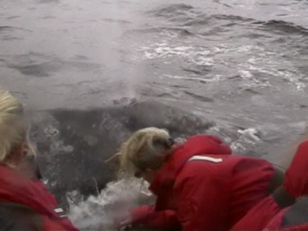 Una Balena Grigia riemerge per respirare a meno di due metri dalla nostra imbarcazione