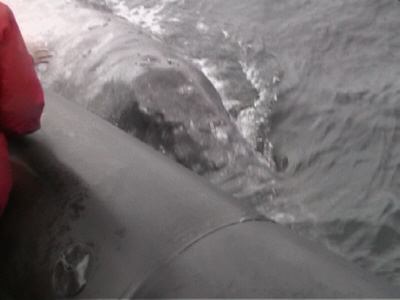 Un altro passaggio ravvicinato di una Balena Grigia accanto al nostro gommone
