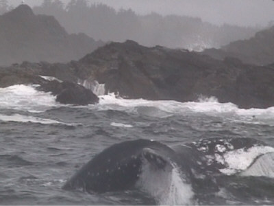 Una Balena Grigia solleva dall'acqua la pinna caudale prima di immergersi