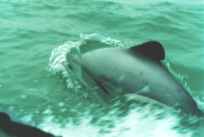 Un Delfino Hector nuota accanto al nostro gommone.