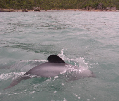 La pinna dorsale dei Delfini Hector ha una tipica forma rotondeggiante.