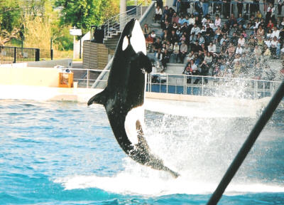Le Orche sono in grado di saltare completamente fuori dall'acqua.