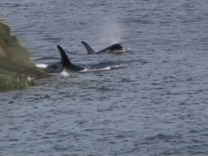 Due orche costeggiano la scogliera in prossimità del nostro campo base A Johnstone Strait.