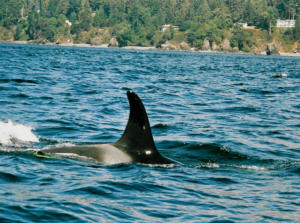 La pinna dorsale delle femmine e dei cuccioli di Orca ha una forma più arcuata di quella dei maschi, ed è notevolmente più piccola. Per questo motivo è molto difficile attribuire il sesso di un'orca nei suoi primi anni di vita.