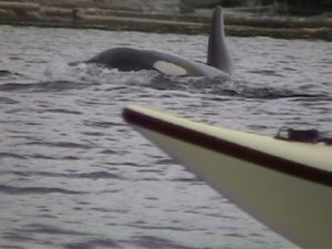 Il kayak di mare, la più piccola imbarcazione oceanica esistente, consente davvero incontri a pelo d'acqua con le orche.