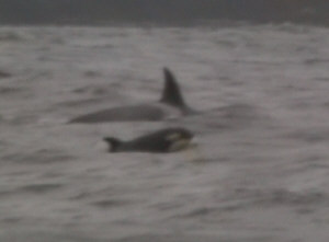 Anche i cuccioli di Orche Transienti (nella foto) nuotano costantemente al fianco della propria mamma. Ma è possibile che si dividano da lei una volta raggiunta l'età adulta.