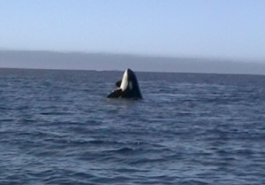 Le orche sono dotate di una buona vista anche fuori dall'acqua. Spesso spiano quello che avviene alla superficie, un atteggiamento che in inglese viene chiamato Spyhopping