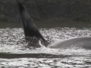 La pinna dorsale di un maschio di orca può misurare fino a 180 cm in altezza, e la sua forma triangolare dritta  rende semplice il riconoscimento del sesso di questi cetacei in età adulta