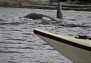 In Kayak con le Orche