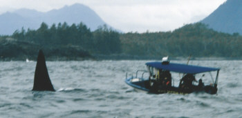 La pinna dorsale di T20 accanto ad una piccola imbarcazione