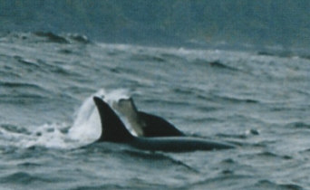 Orche transienti sulla costa ovest di Vancouver Island