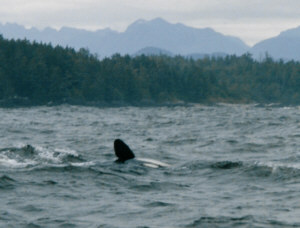 Le Orche Transienti sono solitamente molto elusive, e solitamente meno giocose delle Residenti. Siamo stati fortunati.