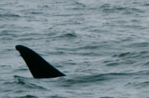 La pinna dorsale di T20 presenta forti caratteri distintivi. La sua identificazione in questa foto è stata confermata dagli studiosi Graeme Ellis e Ken Balcomb, autori di molti libri ed articoli sulle orche