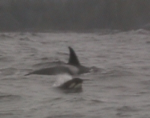 Mamma orca (transiente) con il suo piccolo (davvero molto piccolo!)